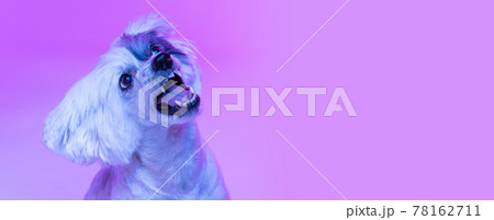 Close-up cute little dog isolated on pink studio background in neon light. Concept of beauty, domestic animal, care. Close-up cute little dog isolated on pink studio background in neon light. Concept of beauty, domestic animal, care. 78162711
