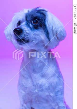 Close-up cute little Chinese Crested Dog isolated on pink studio background in neon light. Concept of beauty, domestic animal, care. Close-up cute little Chinese Crested Dog isolated on pink studio background in neon light. Concept of beauty, domestic animal, care. 78162712