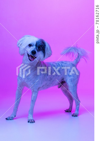 Portrait of cute little Chinese Crested Dog posing isolated on pink studio background in neon light. Concept of beauty, domestic animal, care. Portrait of cute little Chinese Crested Dog posing isolated on pink studio background in neon light. Concept of beauty, domestic animal, care. 78162716