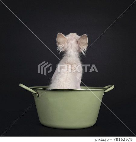 LaPerm cat kitten on black background 78162979