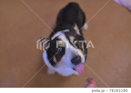 目をひんむいておやつを貰う黒いコーギー犬 78163180