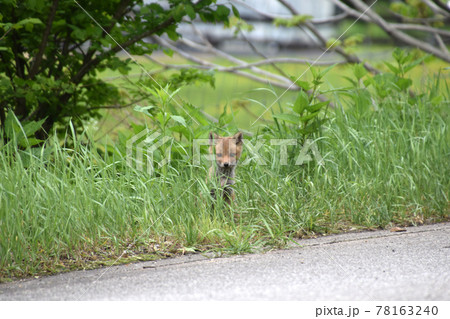 キタキツネの子ども 78163240