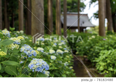 千葉県 日本寺の紫陽花 千葉県 日本寺の紫陽花 78163480