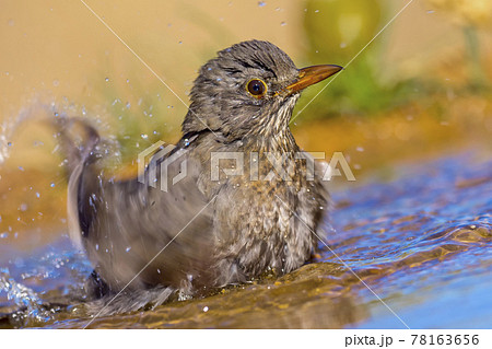 Blackbird, Mediterranean Forest, Spain Blackbird, Mediterranean Forest, Spain 78163656