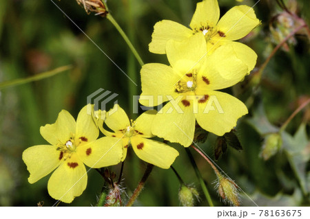 Wild Flower, Sierra de Guadarrama National Park, Spain Wild Flower, Sierra de Guadarrama National Park, Spain 78163675