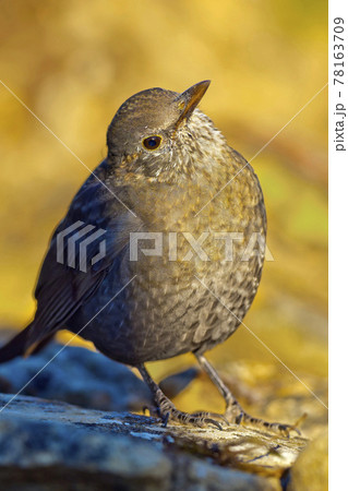 Blackbird, Mediterranean Forest, Spain Blackbird, Mediterranean Forest, Spain 78163709