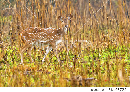 Spotted Deer, Royal Bardia National Park, Nepal 78163722