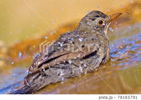 Blackbird, Mediterranean Forest, Spain 78163791