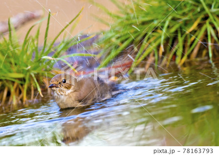 Pied Flycatcher, Mediterranean Forest, Spain 78163793
