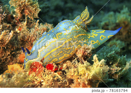Sea Slug, Cabo Cope-Puntas del Calnegre Natural Park, Spain 78163794