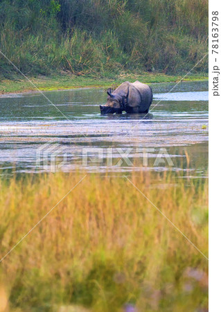 Greater One-horned Rhinoceros, Royal Bardia National Park, Nepal 78163798