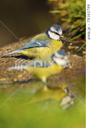 Blue Tit, Mediterranean Forest, Spain Blue Tit, Mediterranean Forest, Spain 78163799