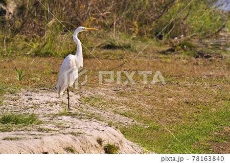 Little Egret, Royal Bardia National Park, Nepal 78163840