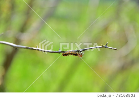 マイマイガの幼虫 78163903