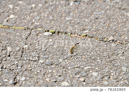 道路を這うマイマイガの幼虫【2021.5】 78163905