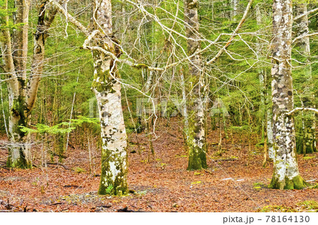 Beech Forest, Ordesa y Monte Perdido National Park, Spain Beech Forest, Ordesa y Monte Perdido National Park, Spain 78164130