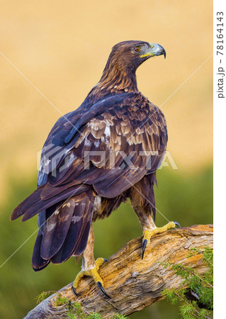 Golden Eagle, Mediterranean Forest, Spain Golden Eagle, Mediterranean Forest, Spain 78164143