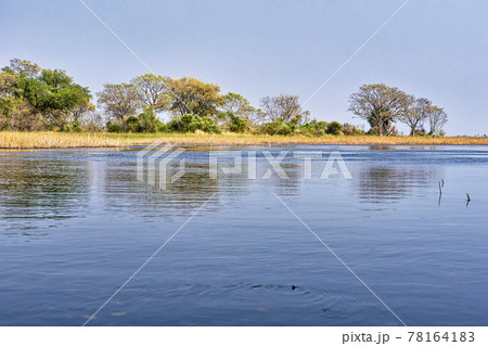 Wetlands Landscape, Okavango Delta, Botswana Wetlands Landscape, Okavango Delta, Botswana 78164183