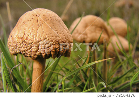 Wild Mushroom, Sierra de Guadarrama National Park, Spain 78164376