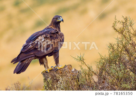 Golden Eagle, Mediterranean Forest, Spain 78165350