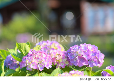 紫色の紫陽花 78165572
