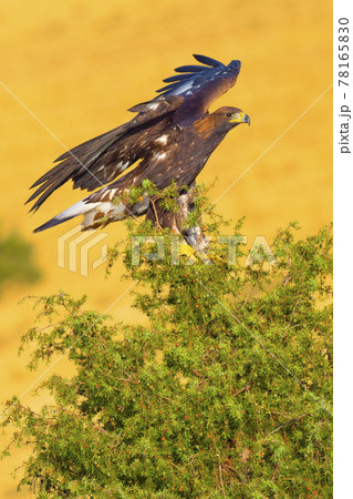 Golden Eagle, Mediterranean Forest, Spain 78165830