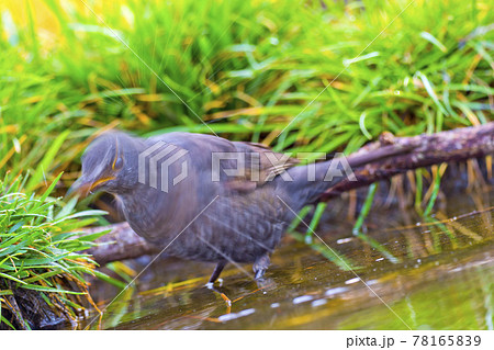 Blackbird, Mediterranean Forest, Spain Blackbird, Mediterranean Forest, Spain 78165839