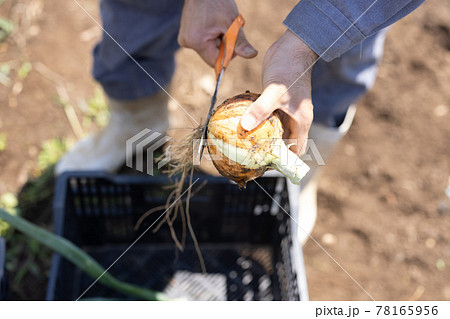 新玉ねぎを収穫する手元 新玉ねぎを収穫する手元 78165956