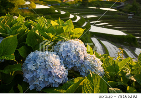 夕暮れの棚田を彩る紫陽花 夕暮れの棚田を彩る紫陽花 78166292