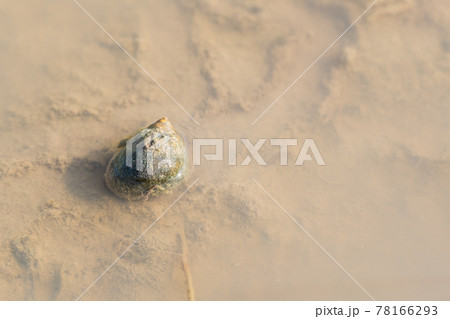 【動物】田んぼの中のタニシ 78166293