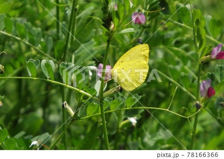 花の蜜を吸うキタキチョウ 花の蜜を吸うキタキチョウ 78166366