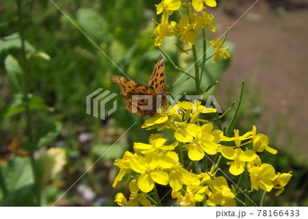 菜の花の蜜を吸うキタテハ 菜の花の蜜を吸うキタテハ 78166433