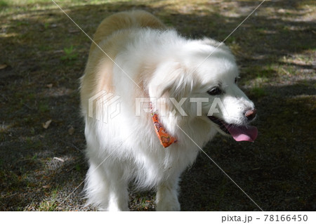 ボーダーコリー 78166450