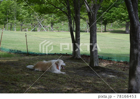 ボーダーコリー 78166453