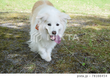 ボーダーコリー 78166454