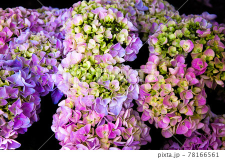 紫陽花 紫陽花 78166561