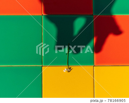 Chamomile flower on colorful tile background with harsh shadow creative minimal style composition Trendy bright flat lay 78166905