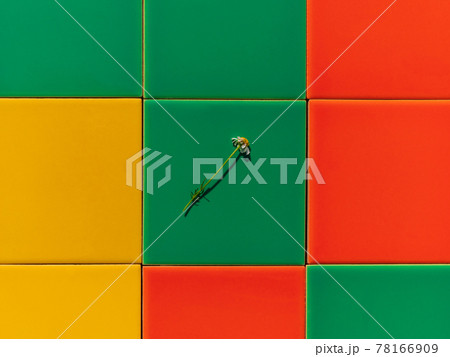 Chamomile flower on colorful tile background with harsh shadow creative minimal style composition Trendy bright flat lay Chamomile flower on colorful tile background with harsh shadow creative minimal style composition Trendy bright flat lay 78166909