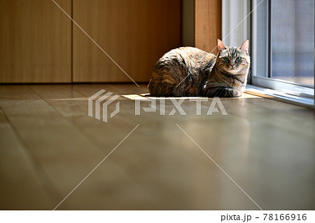 猫のいる生活 暖かい場所5の写真素材