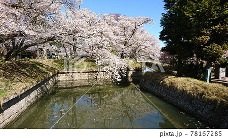 龍岡城五稜郭に咲く桜並木 龍岡城五稜郭に咲く桜並木 78167285