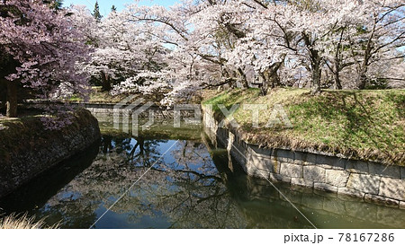龍岡城五稜郭に咲く桜並木 78167286