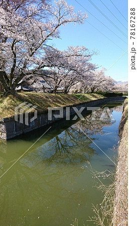 龍岡城五稜郭に咲く桜並木 78167288