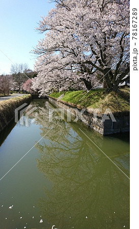 龍岡城五稜郭に咲く桜並木 78167289