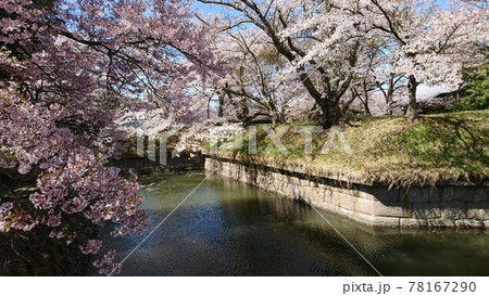龍岡城五稜郭に咲く桜並木 78167290