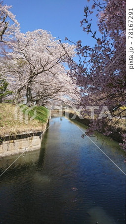 龍岡城五稜郭に咲く桜並木 龍岡城五稜郭に咲く桜並木 78167291