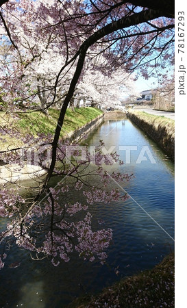 龍岡城五稜郭に咲く桜並木 龍岡城五稜郭に咲く桜並木 78167293