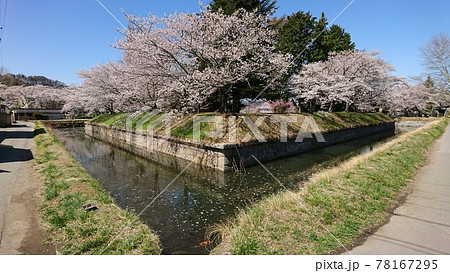 龍岡城五稜郭に咲く桜並木 龍岡城五稜郭に咲く桜並木 78167295