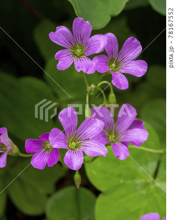 ムラサキカタバミの花 78167552