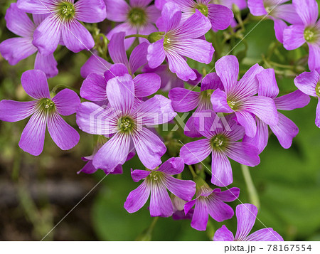 ムラサキカタバミの花 78167554