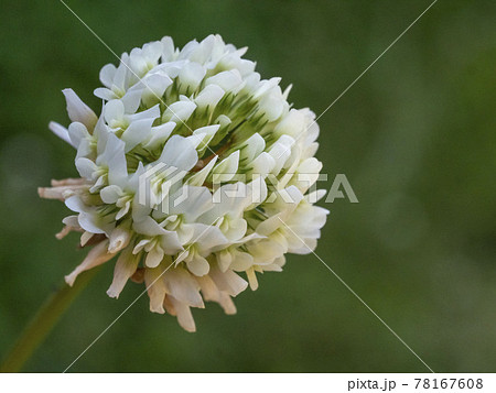 シロツメクサの花 シロツメクサの花 78167608